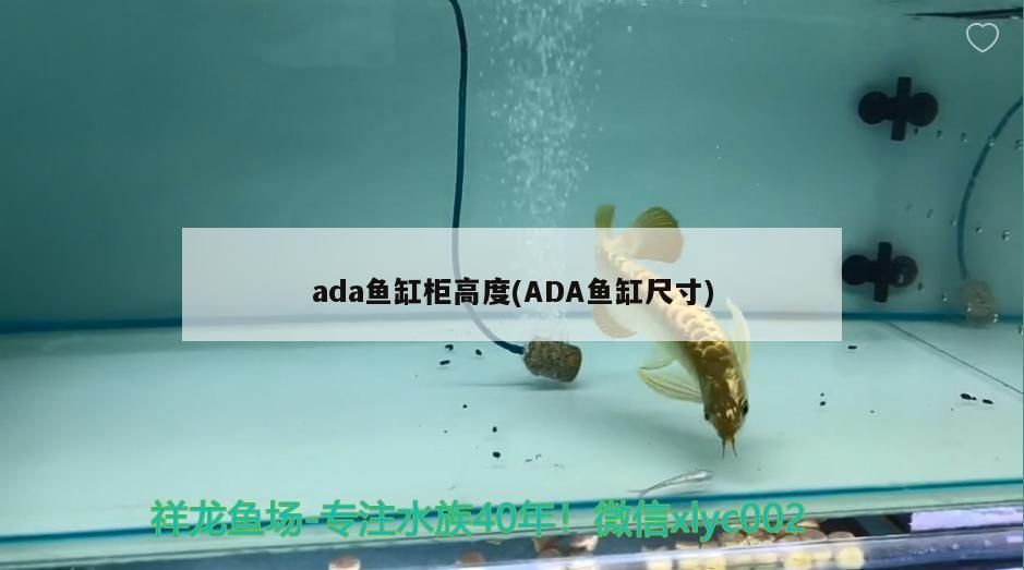 龍魚身體彎曲是什么原因，龍魚為什么彎著身子