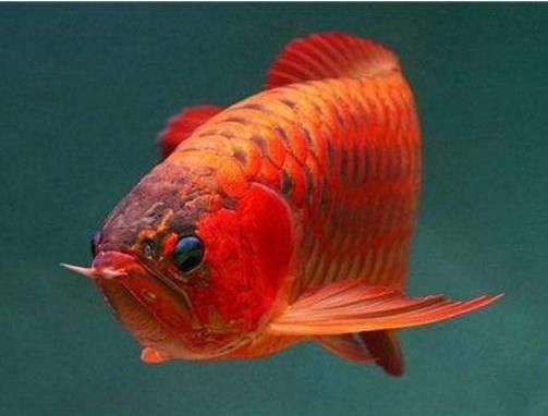紅金龍魚價(jià)格是多少（紅金龍魚價(jià)格表）