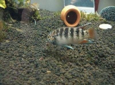 觀賞魚種魚（了解觀賞魚養殖是非常重要的一步以下是根據搜索結果整理的一些信息）