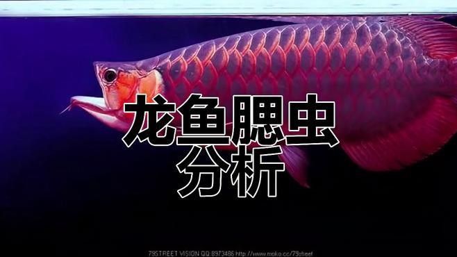 如何預防龍魚鰓病的發生？（如何預防龍魚鰓病）