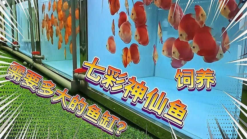 龍魚和七彩神仙魚混養需要多大的魚缸（七彩神仙魚和七彩神仙魚混養時）