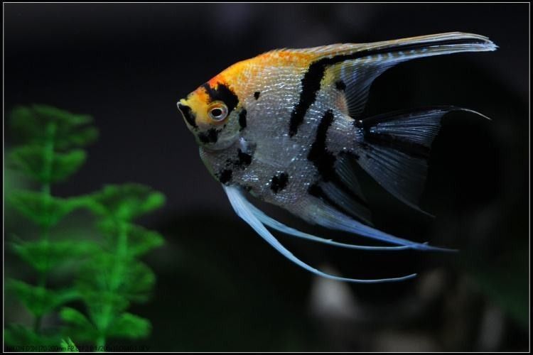 七彩雷龍魚打架后如何處理（七彩雷龍魚打架后的處理）