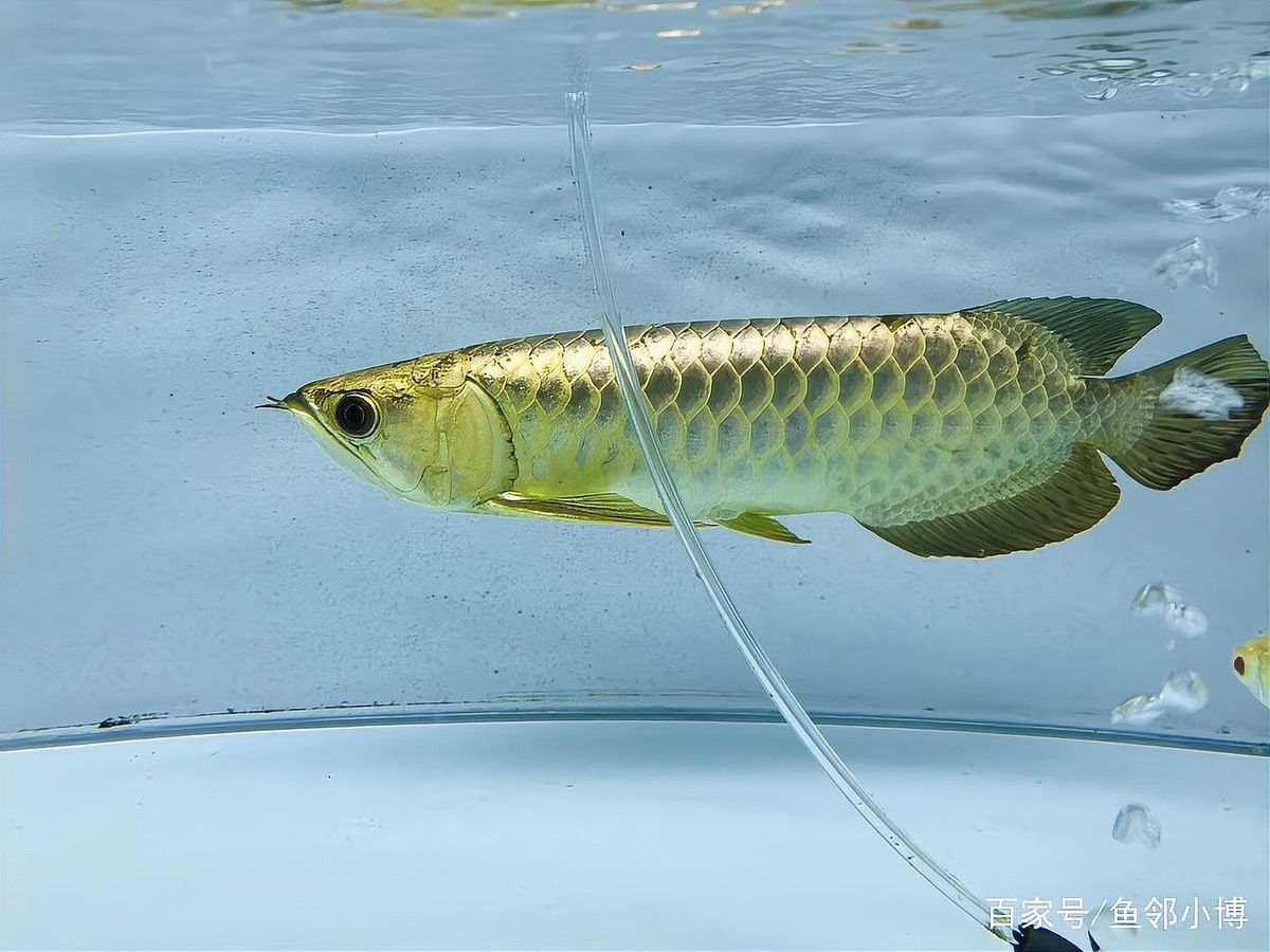 永年龍魚有哪些主打品種？，如何區分永年龍魚品種？