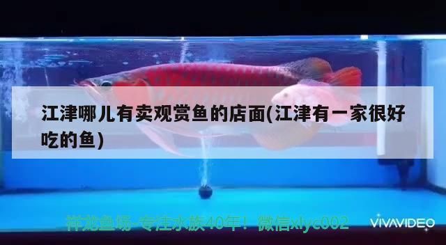 江津哪兒有賣觀賞魚的店面(江津有一家很好吃的魚)（江津哪兒有賣觀賞魚的店面）