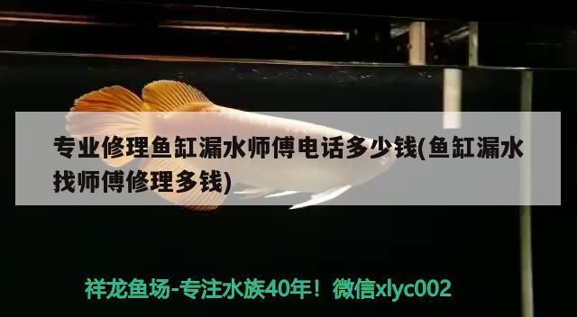 專業修理魚缸漏水師傅電話多少錢(魚缸漏水找師傅修理多錢)（專業修理魚缸漏水師傅電話多少錢）