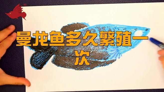 藍曼龍魚繁殖期如何護理？（曼龍魚的繁殖期護理是確保其成功繁殖的關鍵）