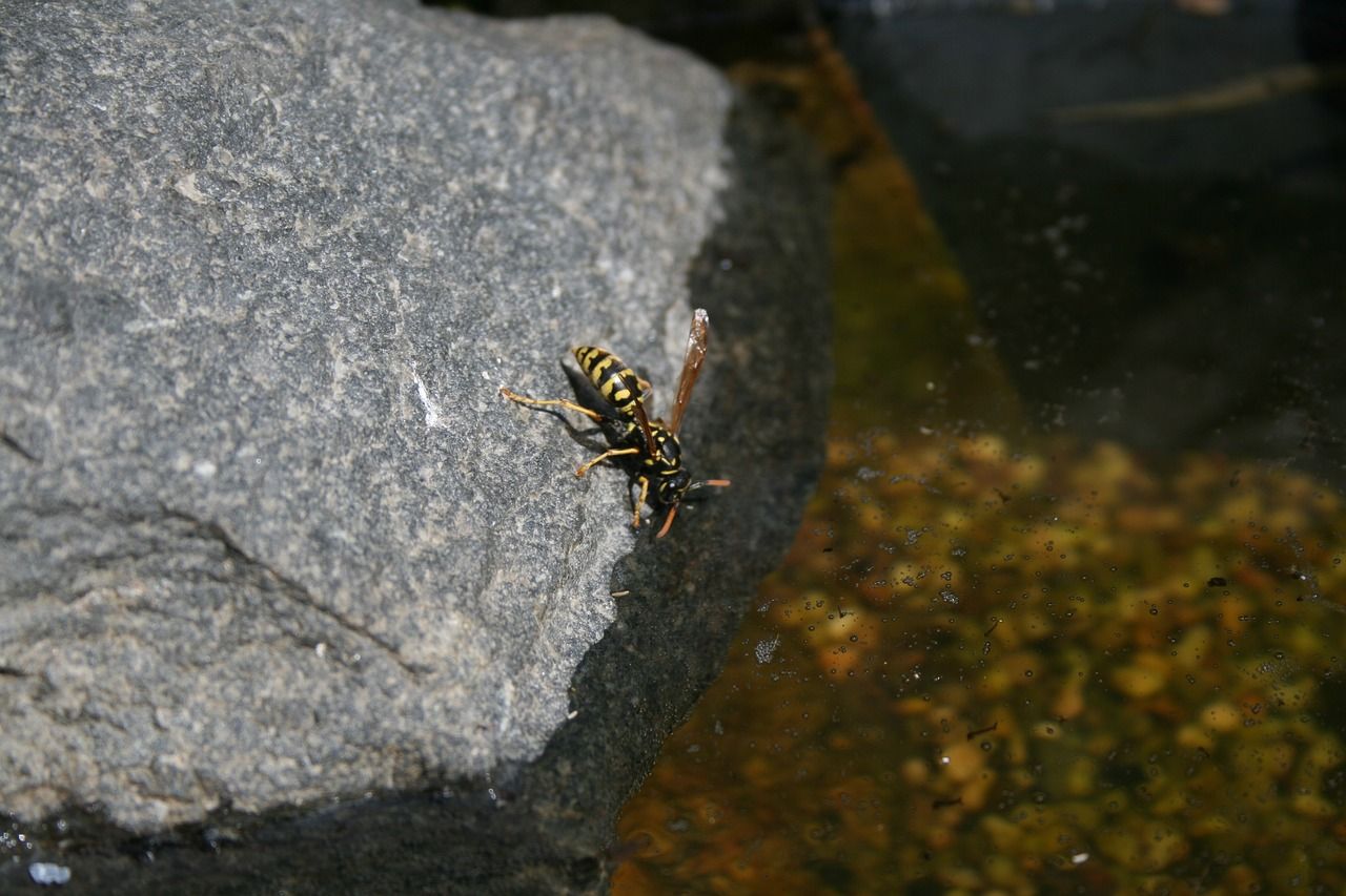 龍魚(yú)嘴撞破皮要拔掉嗎圖片（龍魚(yú)嘴撞破皮要拔掉嗎圖片真實(shí)）（龍魚(yú)嘴撞破皮要拔掉嗎）