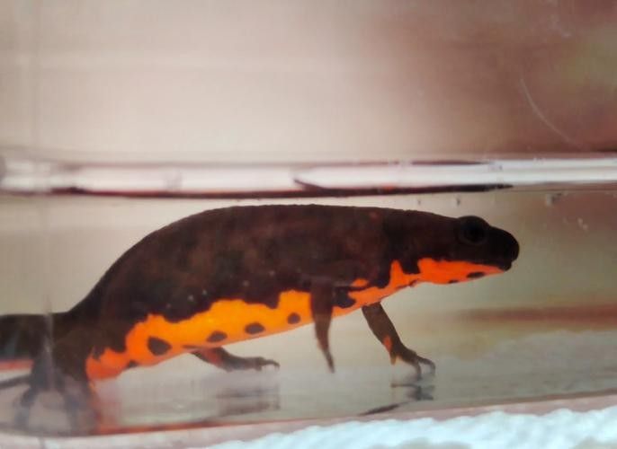 給我一些高清的四腳龍魚圖片 給我一些高清的四腳龍魚圖片 龍魚百科 第4張