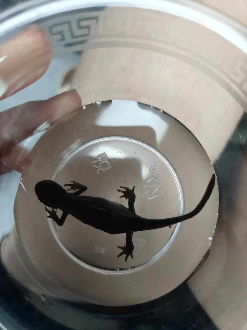 給我一些高清的四腳龍魚圖片 給我一些高清的四腳龍魚圖片 龍魚百科 第12張