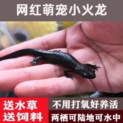 給我一些高清的四腳龍魚圖片 給我一些高清的四腳龍魚圖片 龍魚百科 第18張