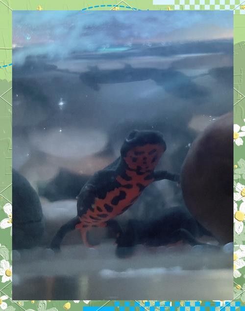 給我一些高清的四腳龍魚圖片 給我一些高清的四腳龍魚圖片 龍魚百科 第19張