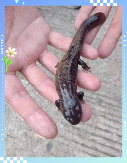 給我一些高清的四腳龍魚圖片 給我一些高清的四腳龍魚圖片 龍魚百科 第17張