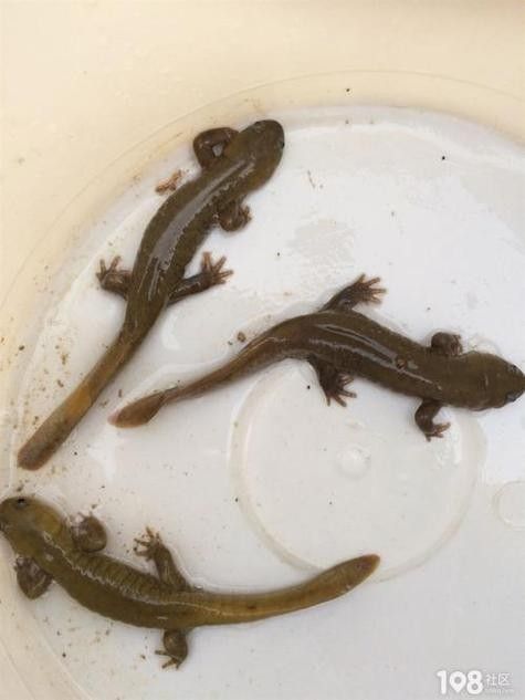 給我一些高清的四腳龍魚圖片 給我一些高清的四腳龍魚圖片 龍魚百科 第23張