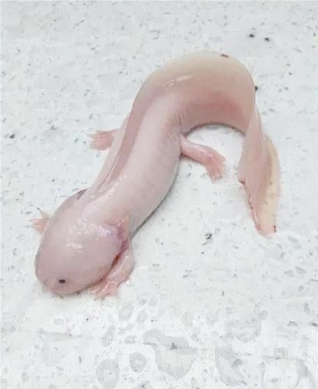 給我一些高清的四腳龍魚圖片 給我一些高清的四腳龍魚圖片 龍魚百科 第27張