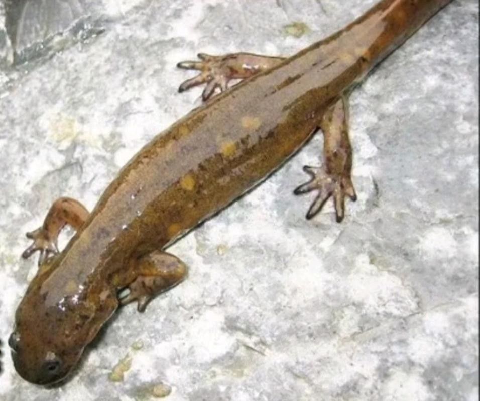 給我一些高清的四腳龍魚圖片 給我一些高清的四腳龍魚圖片 龍魚百科 第32張
