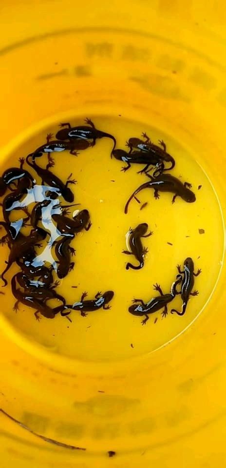 給我一些高清的四腳龍魚圖片 給我一些高清的四腳龍魚圖片 龍魚百科 第30張