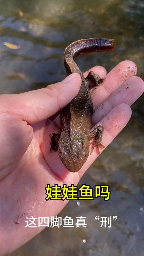 給我一些高清的四腳龍魚圖片 給我一些高清的四腳龍魚圖片 龍魚百科 第33張