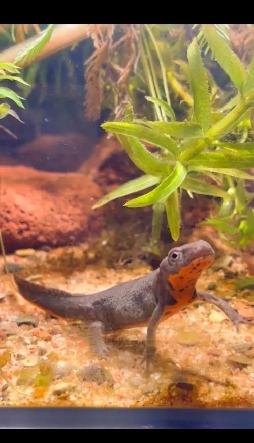 給我一些高清的四腳龍魚圖片 給我一些高清的四腳龍魚圖片 龍魚百科 第35張