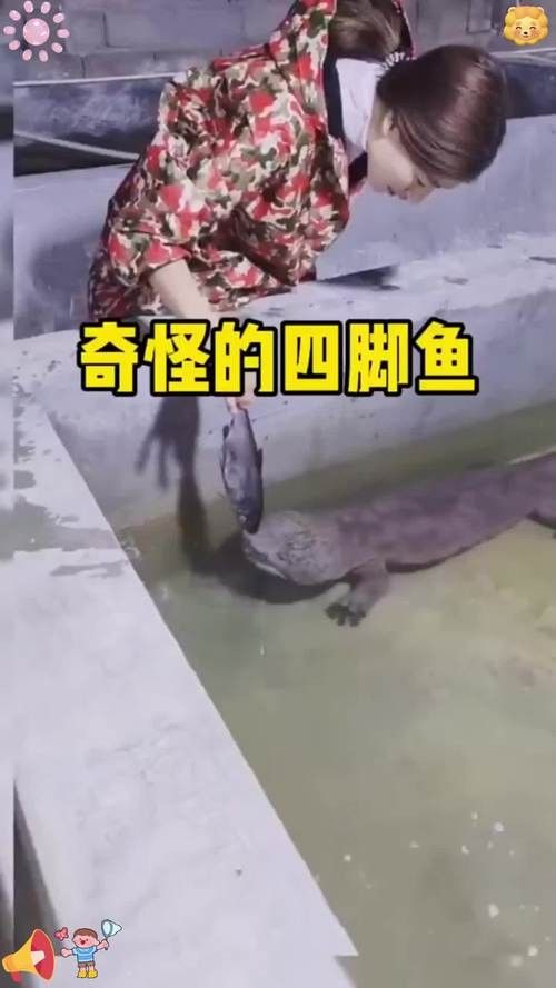 給我一些高清的四腳龍魚圖片 給我一些高清的四腳龍魚圖片 龍魚百科 第36張