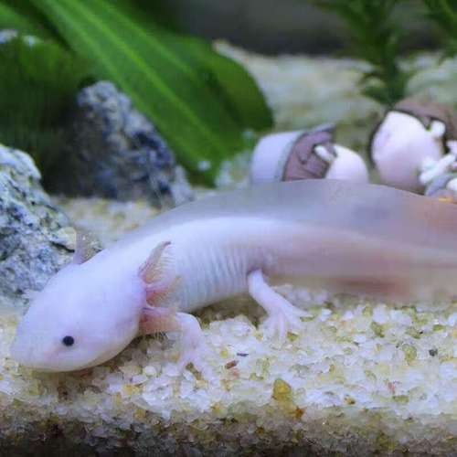 給我一些高清的四腳龍魚圖片 給我一些高清的四腳龍魚圖片 龍魚百科 第39張