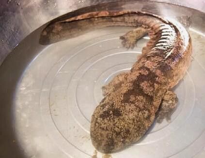 給我一些高清的四腳龍魚圖片 給我一些高清的四腳龍魚圖片 龍魚百科 第41張