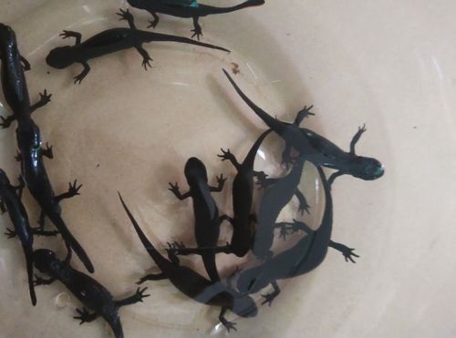 給我一些高清的四腳龍魚圖片 給我一些高清的四腳龍魚圖片 龍魚百科 第38張