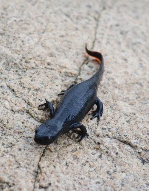 給我一些高清的四腳龍魚圖片 給我一些高清的四腳龍魚圖片 龍魚百科 第40張