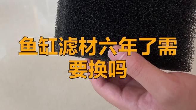 龍魚濾材多久換一次合適（魚缸濾材多久換一次）
