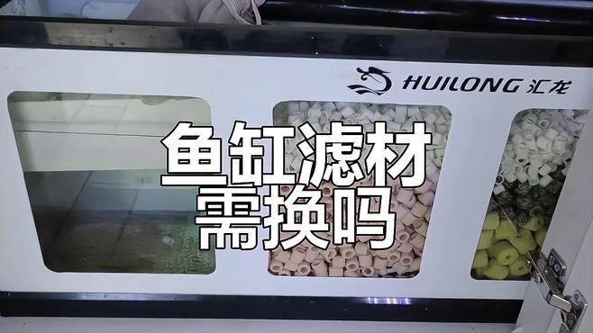 龍魚濾材多久換一次合適（魚缸濾材多久換一次）