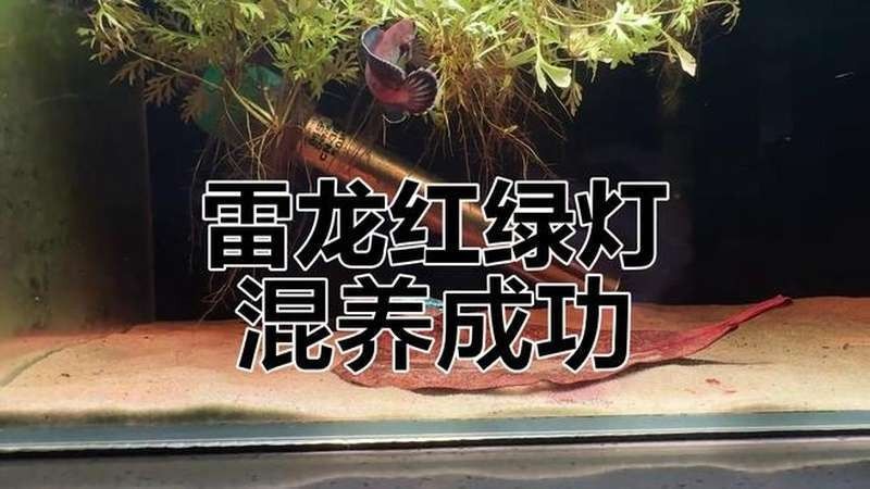 黑魔神雷龍和哪種龍魚混養最佳（黑魔神雷龍和巴卡雷龍哪個更適合混養雷龍魚混養指南）