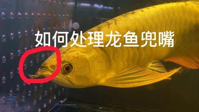 龍魚兜嘴矯正的最佳時機（魚兜嘴矯正的最佳時機是在龍魚幼年時期）