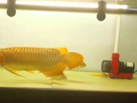龍魚兜嘴矯正的最佳時機（魚兜嘴矯正的最佳時機是在龍魚幼年時期）