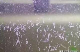 龍魚各種病圖解【銀龍不吃也游不動在缸底快不行了】（銀龍不吃不游不動，龍魚不吃飯的原因是什么）