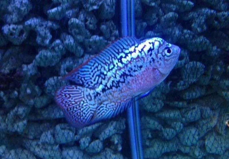 龍魚腸炎復發后多久會死？（龍魚腸炎復發后多久開始治療最佳龍魚腸炎怎么治療）