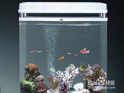 蝴蝶錦鯉魚（養殖蝴蝶鯉的注意事項）