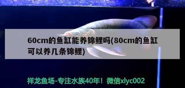 60cm的魚缸能養錦鯉嗎(80cm的魚缸可以養幾條錦鯉)（60cm的魚缸能養幾條錦鯉嗎，魚缸能養幾條錦鯉嗎）