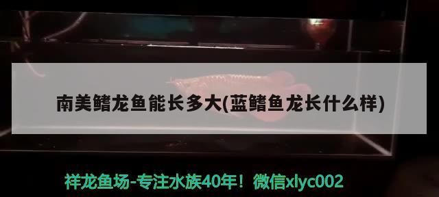 魚缸用增氧泵價格是多少:魚缸增氧機-xtrac增氧機-xtrac增氧機 南美鰭龍魚能長多大(藍鰭魚龍長什么樣) 觀賞魚百科 南美鰭龍魚能長多大(藍鰭魚龍長什么樣) 南美鰭龍魚能長多大(藍鰭魚龍長什么樣) 觀賞魚百科