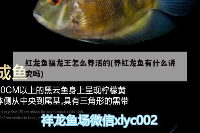 紅龍魚福龍王怎么養活的(養紅龍魚有什么講究嗎)（紅龍魚福龍王怎么養活）