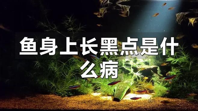 紅龍魚鱗片發黑能自愈嗎（紅龍魚的鱗片發黑能否自愈）