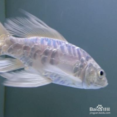 紅龍魚歪著身體游泳怎么辦，紅龍魚歪頭游泳怎么辦？