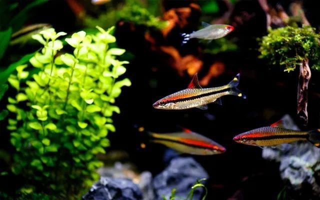 海南龍魚加熱棒需要多少瓦（如何挑選適合大型龍魚缸的加熱棒）