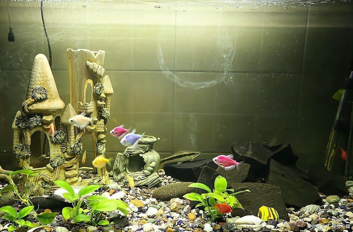 金龍魚缸底砂清洗后需要消毒嗎？