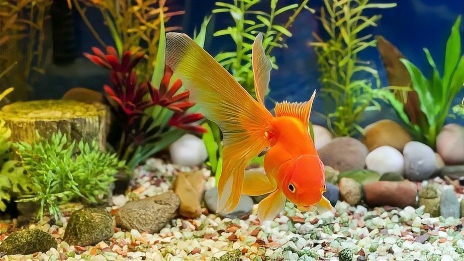 金龍魚缸底砂清洗后需要消毒嗎？