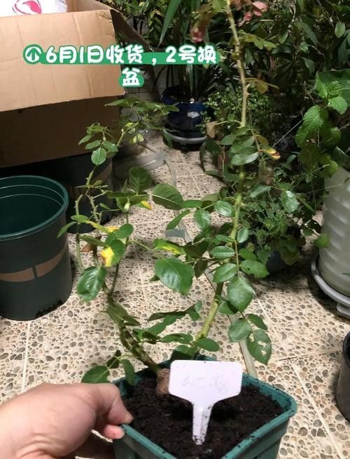 紅龍月季室內(nèi)養(yǎng)殖如何施肥？（紅龍月季施肥的8大誤區(qū)）