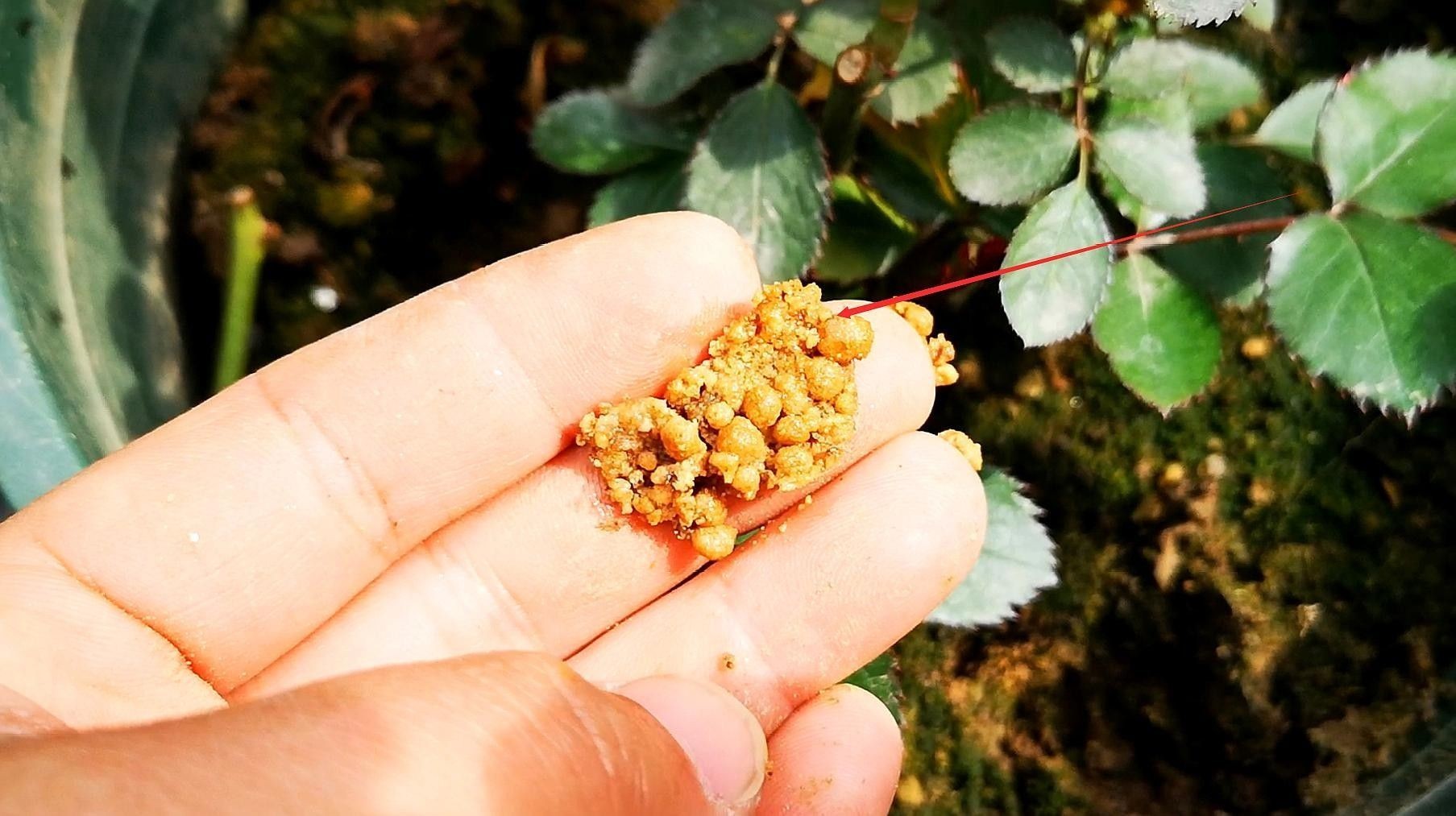 紅龍月季室內(nèi)養(yǎng)殖如何施肥？（紅龍月季施肥的8大誤區(qū)）