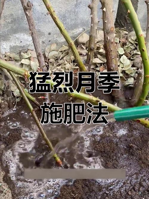 紅龍月季室內(nèi)養(yǎng)殖如何施肥？（紅龍月季施肥的8大誤區(qū)）