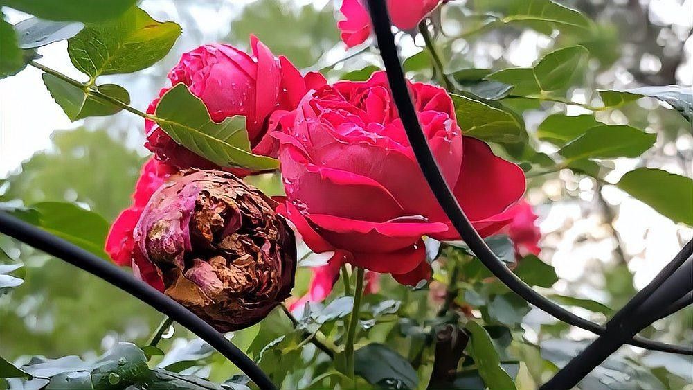 紅龍月季室內(nèi)養(yǎng)殖如何施肥？（紅龍月季施肥的8大誤區(qū)）
