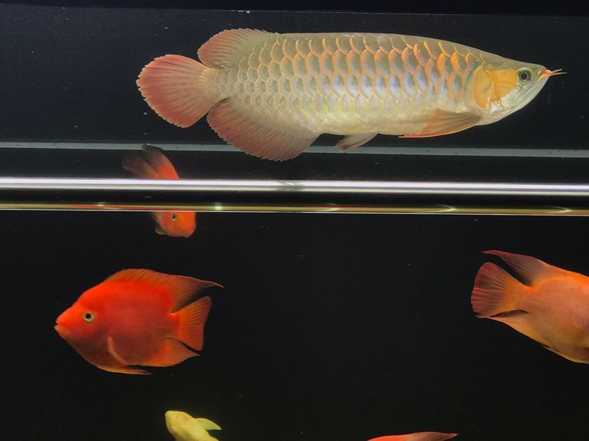 肥龍巡缸龍魚圈（肥龍巡缸龍魚圈定期組織線下活動，新年第一拍,廣東省東莞市）