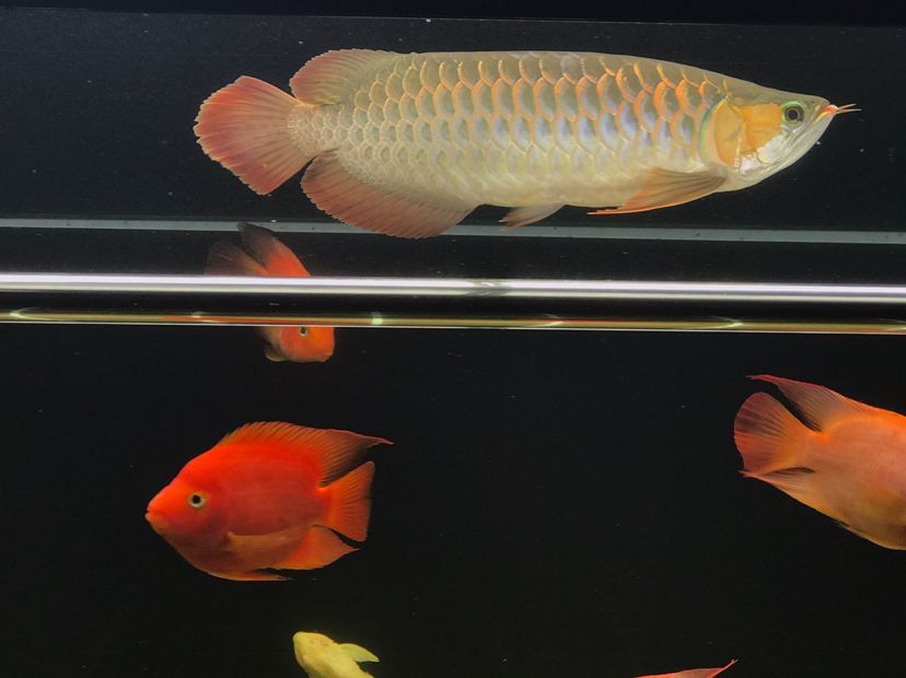 肥龍巡缸龍魚圈（肥龍巡缸龍魚圈定期組織線下活動，新年第一拍,廣東省東莞市）