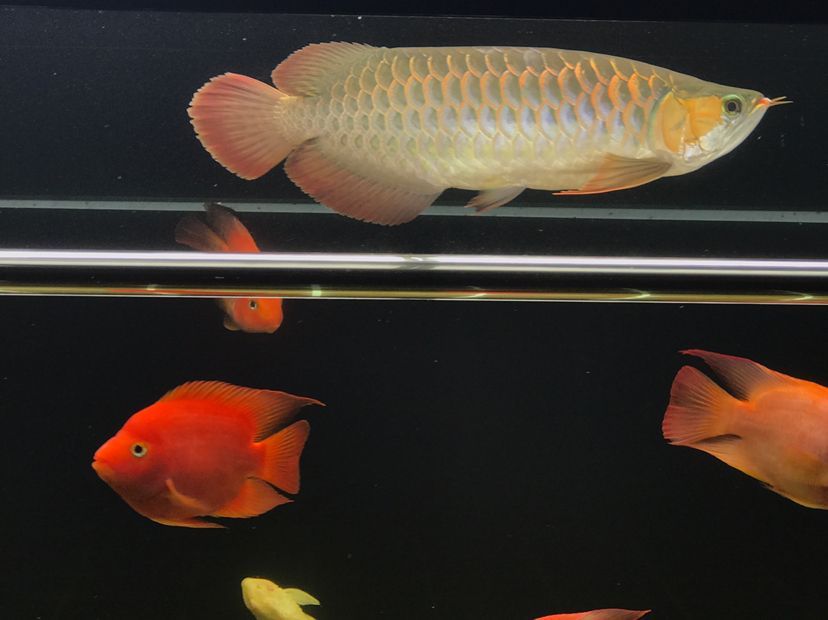 肥龍巡缸龍魚圈（肥龍巡缸龍魚圈定期組織線下活動，新年第一拍,廣東省東莞市）